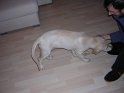 Iarna 2009 024